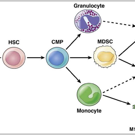 Myeloid cell lineage differentiation and markers. HSC: Hematopoietic ...