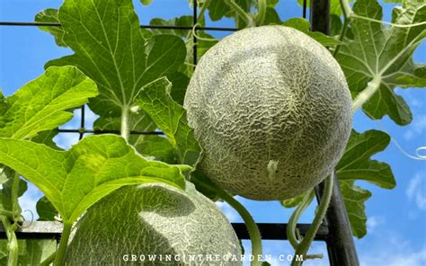 How to Grow Cantaloupe: Tips for a Sweet and Flavorful Harvest ...