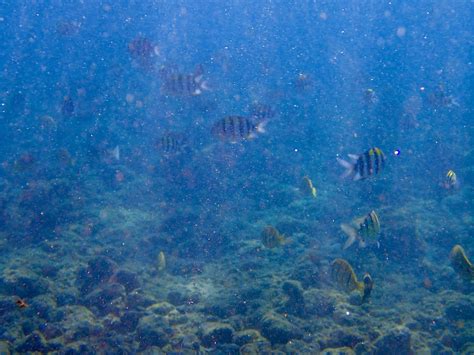 Snorkeling at Poipu Beach on Kauai – sowhatshouldwedo.com