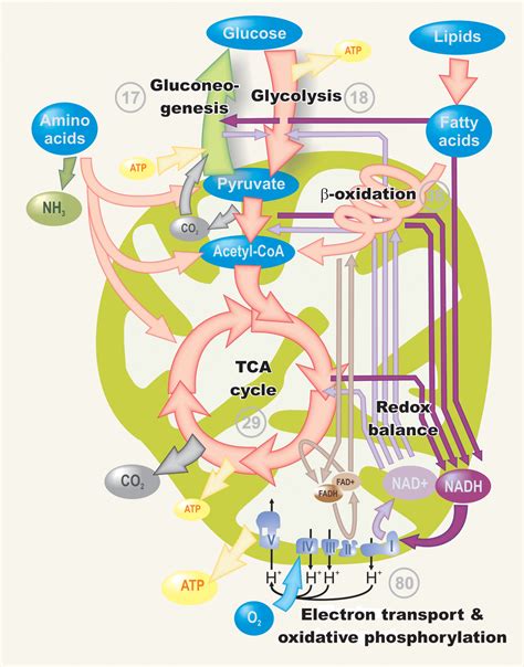 Intermediary metabolism