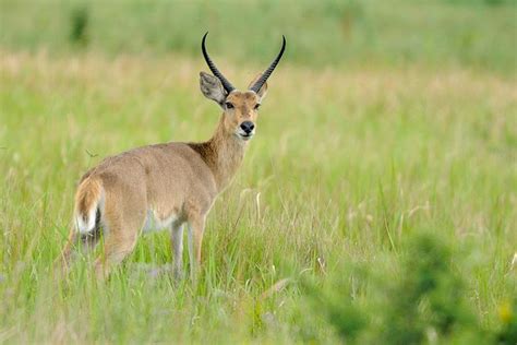 Southern reedbuck - Alchetron, The Free Social Encyclopedia