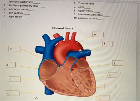 Solved 1. Semilunar Aortic valve 2. Semilunar pulmonary | Chegg.com