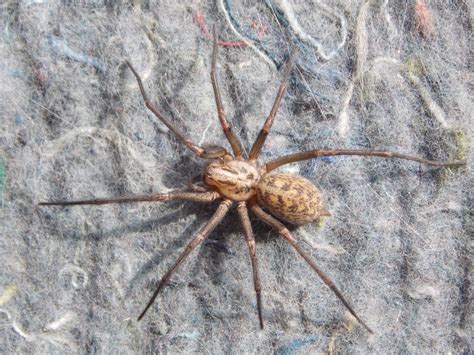 Giant House Spider Tegenaria gigantea - BRITISH NATURE GUIDE