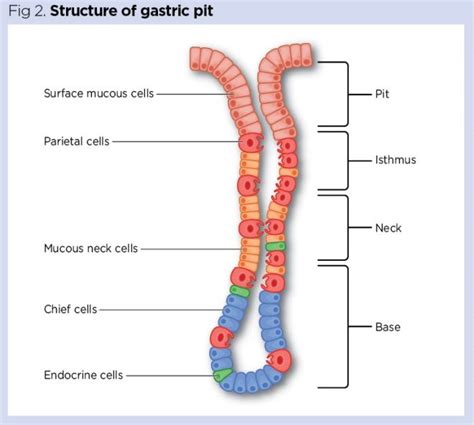 Gastrointestinal tract 2: the structure and function of the stomach ...