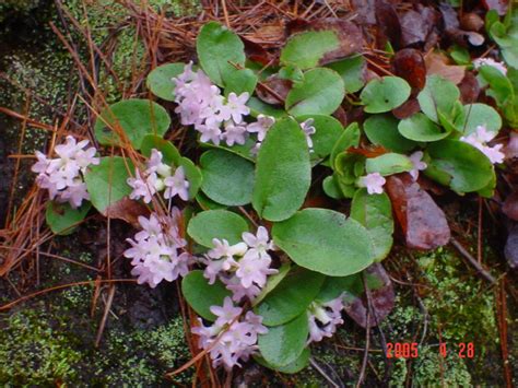 Trailing Arbutus | Watercolor flowers paintings, Flower painting, Watercolor flowers