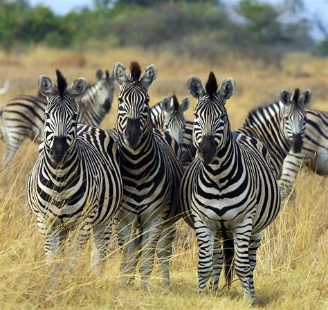 File:Zebra Botswana edit02.jpg - Wikimedia Commons