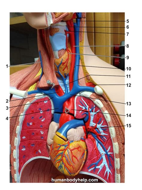 Upper Torso 1 Blood Vessels – Human Body Help