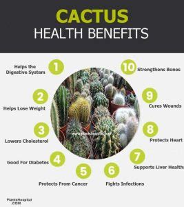 11 Incredible Health Benefits Of Cactus: Uses, Warnings And More