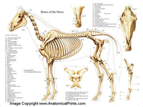 Horse Skeleton Chart - Clinical Charts and Supplies