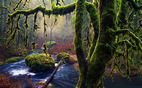 Eerie-looking Forest - Image Abyss