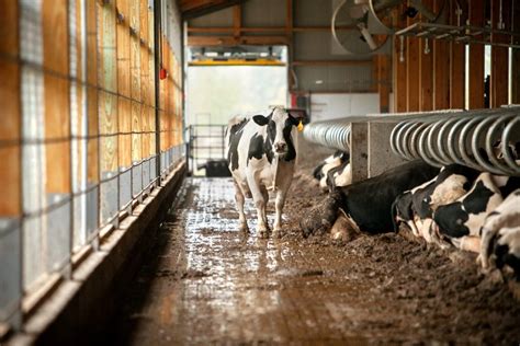 Five Simple Steps to Improve Biosecurity Around Livestock - Cornell Small Farms