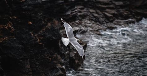 Close-UP Photography of Flying Seagull · Free Stock Photo