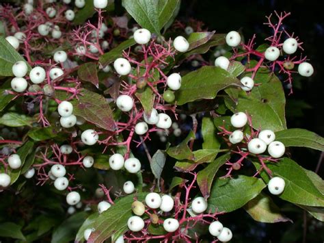 Cornus racemosa (Cornaceae) image 3219 at