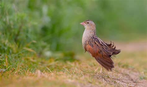 Corncrake Bird Facts | Crex Crex