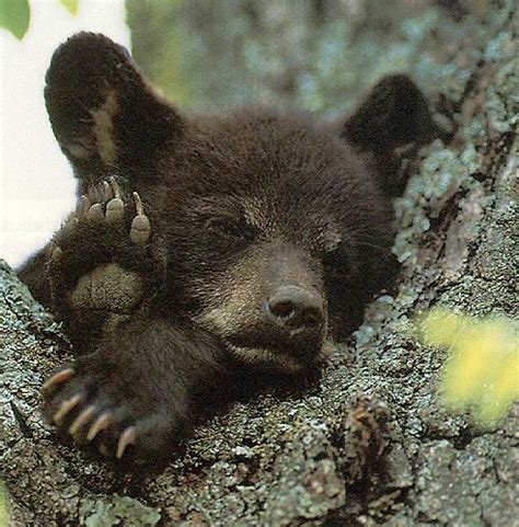 go away! | Animals beautiful, Bear cubs, Animals