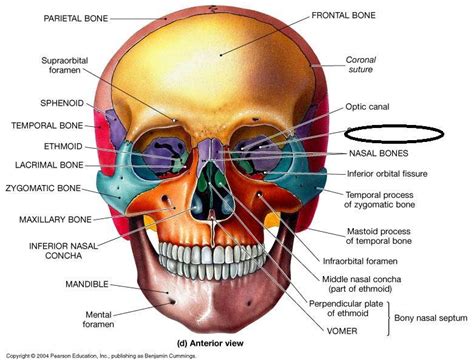 The Skull Flashcards | Easy Notecards