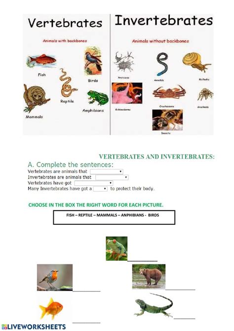 Vertebrates And Invertebrates Live Worksheets