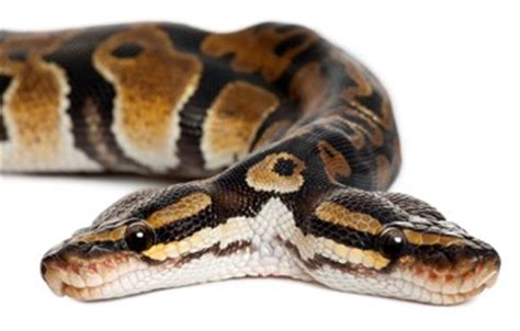 74 Interesting Snake Facts (2024) | FactRetriever.com