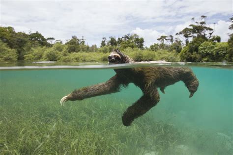 Panama's Swimming Pygmy Sloths Take to the Sea