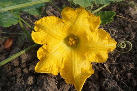 5 Reasons Why Your Pumpkin Isn’t Producing Fruit | Gardener’s Path