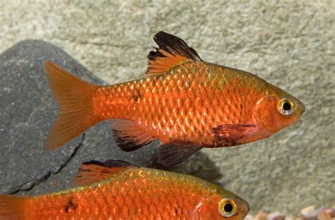 Rosy Barb Male - regular size - Bluegrassaquatics.com