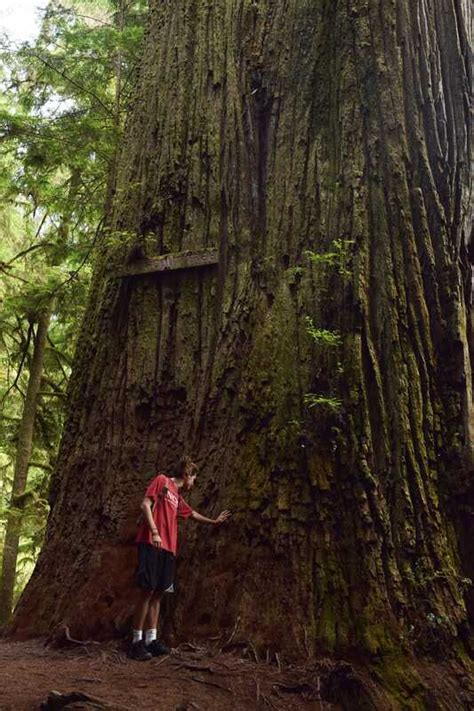 Jedediah Smith Redwoods State Park - Daniel Choi