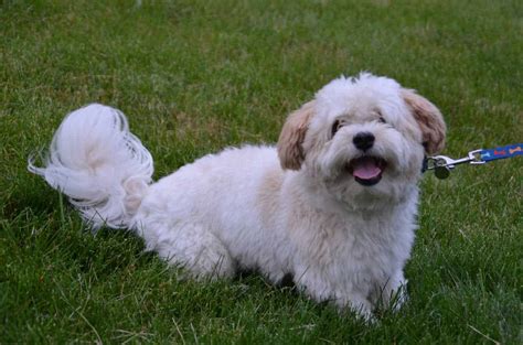 11 Things You Should Know about the Havanese - Your Dog Advisor