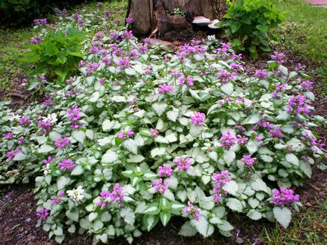 Species of UK: Week 52: Deadnettle ('Lamium')