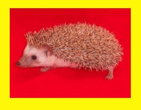 The Various Hedgehog Color Varieties We Breed | HEDGEHOGS by Vickie