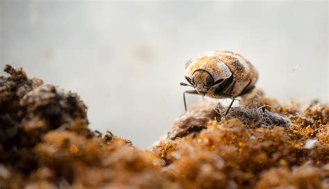 Pest Control Tips for Getting Rid of Your Home's Carpet Beetles