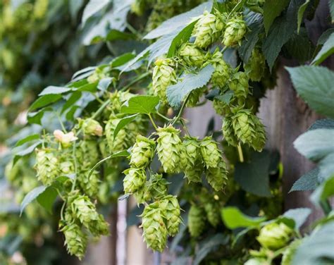 Medicinal Benefits of Hops + Hop Tea | Recipe | Herbalism, Indoor herb garden, Wild foraging