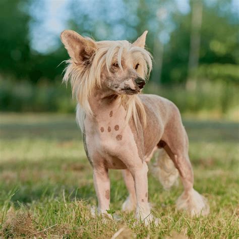 Are Chinese Crested Dog Aggressive