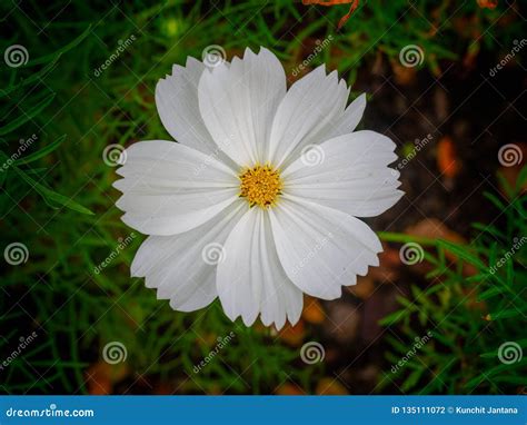 White Cosmos Flower in Garden Background Stock Photo - Image of cosmos ...