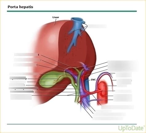 Porta hepatis Diagram | Quizlet