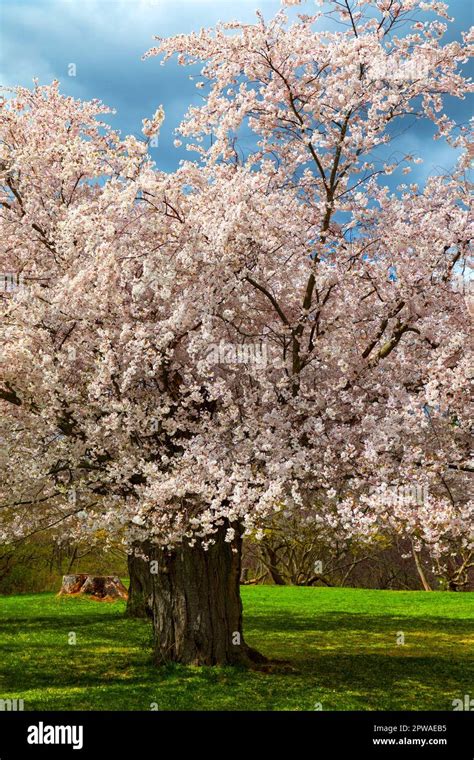 Ornamental Cherry trees Prunus Accolade in full bloom. Royal Botanical ...