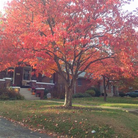 I love Dogwood trees all of the time, but they are breathtaking in the ...