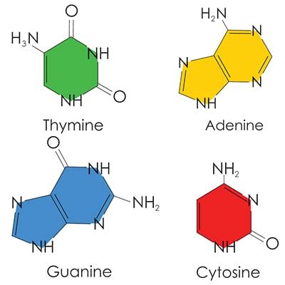 Deoxynucleotide