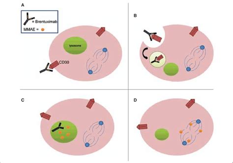 Mechanism of action of brentuximab vedotin. Brentuximab binds CD30 ...