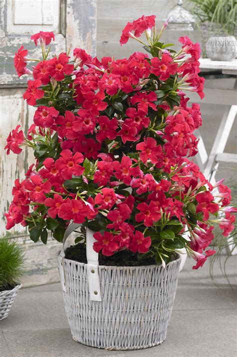 Sundenia ® Dipladenia Coral – Sunfire Nurseries