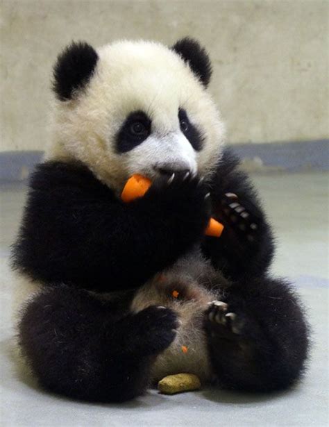 Panda eating a carrot (daaw). Yuan Zai. | Panda bear, Panda, Baby panda