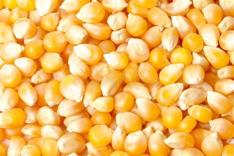 Corn grain stock image. Image of agriculture, field, organic - 8968073