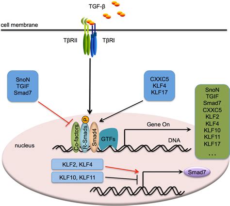 [PDF] Feedback regulation of TGF-β signaling. | Semantic Scholar