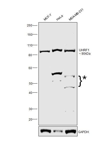 UHRF1 Antibody (PA5-27969)