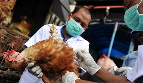 Korban Flu Burung, Indonesia Terbanyak di Dunia