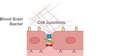 The Endothelial Cell