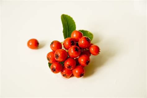 Red berries Free Photo Download | FreeImages