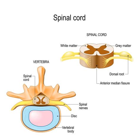 Is Dorsal Root Ganglion Right For Me? - Atlas Pain Specialists