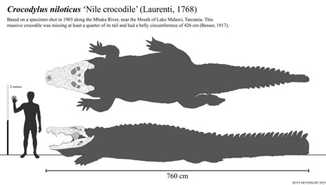 Enhydriodon omoensis v Nile Crocodile - Page 2 - Carnivora