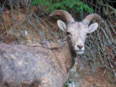 Female BigHorn Sheep | Female BigHorn Sheep | Don DeBold | Flickr