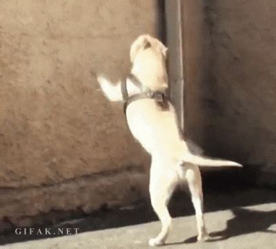 Dog GIFs - Find & Share on GIPHY